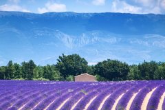 valensole-3925067_1280